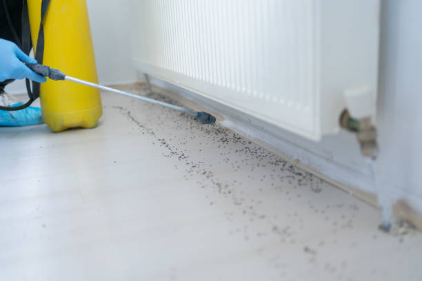 Best Cockroach Control Services  in Woodmont, CT